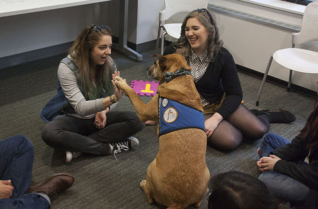 therapy dog with students during de-stress fest